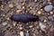 Slug (Arion ater) moving on a stone path.