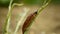 Slug Arion vulgaris snail spanish parasitizes kohlrabi cabbage turnip gongylodes moves garden field, eating ripe plant