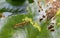 Slug Caterpillar moths are biting Lotus leaves as food.