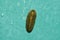 Slug climbing on wet green tile bathroom wall with drop of water