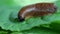 Slug-close up