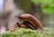 slug close-up on a fragment of an old tree with a blurred background