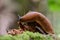 slug close-up on a fragment of an old tree with a blurred background