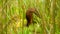 A slug crawling over grass.
