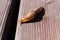 Slug Crawling over Wood with Slime Trail