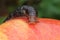 Slug Crawling on a Red Apple