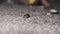 Slug crawling on wet sand