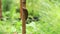 A slug crawls along the thin trunk of a young tree after rain