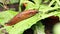 The slug crawls over the green vegetation after the rain