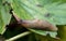 Slug creeps along the green leaf of the plant. Agricultural pest. Selective focus