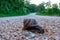 Slug crossing slowly the empty road