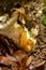 Slug, Dusky Arion, Arion subfuscus, Terrestrial Snail eating a mushroom in the forest
