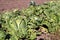 A slug eating cabbage in the agricultural field. Vegetable pests.