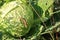 A slug eating cabbage in the agricultural field. Vegetable pests.