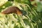 A slug eating cabbage in the agricultural field. Vegetable pests.