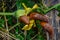 Slug eating flower of yellow pumpkin flower