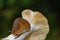 Slug on the foot of a forest mushroom