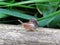 A slug in the garden eating a lettuce leaf. schneckenplage in the garden