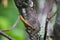 A slug glides over the bark of a lichen covered tree in the forest.