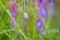 Slug in grass between purple flowers