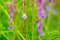 Slug in grass between purple flowers