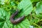 Slug on a green leaf, garden pests