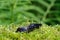 Slug on green moss