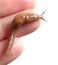 slug on hand  on white background. Macro