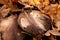 Slug insect is on a cap of mushroom in autumn forest. Big brown mushrooms surrounded by fallen leaves. Close-up image of harvest