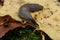 Slug. A large black slug. Close-up. Limacidae