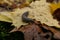 Slug. A large black slug. Close-up. Limacidae