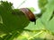 Slug on the leaf