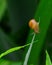 Slug on leaf