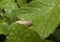 Slug on Leaf