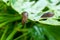 Slug on leaf of cabbage