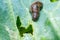 Slug on leaf of cabbage