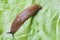 Slug on leaves close up