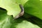 Slug on a lettuce leaf