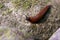 Slug on a Mossy Rock