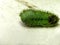 Slug Moth Caterpillar 4