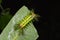 Slug moth caterpillar