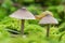 Slug moving on two very small mushrooms growing in sphagnum moss