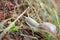 Slug with shell crawling in grass close up outside