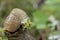 Slug with Slime Oozing Down Moss.