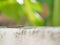 A slug slow walking on the wall with soft focus background