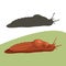 Slug snail cartoon vector illustration flat style front