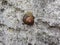A Slug on a stone rock