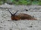 Slug traveling over sandy forrestpath