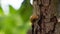 slug on a tree in the garden and bark