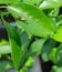 slug or worm eating on lemon green leaves in botany garden